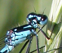 Male Variable Damsel 3 head © John Muddeman